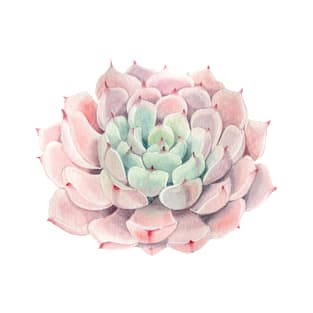 Watercolor, succulent, pink, botanical, cactus, painted T-Shirt