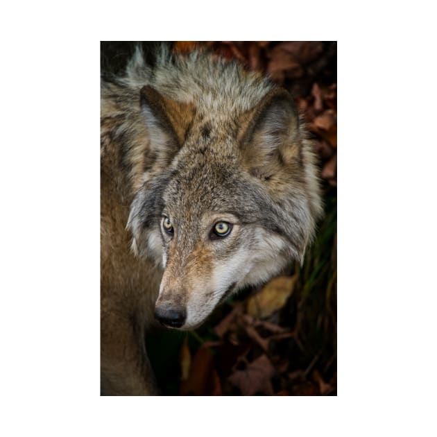 Timber Wolf by jaydee1400