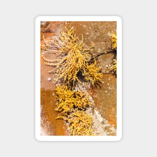 Yellow Sea Weed Growing In Shallow Rock Pool Magnet