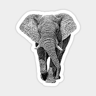 African elephant Magnet