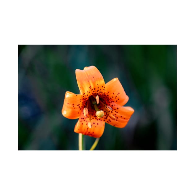 Tiger Lily by blossomcophoto