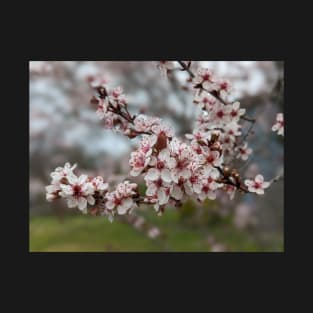 Cherry Blossoms 2 T-Shirt