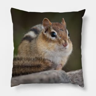 Chipmunk Pillow