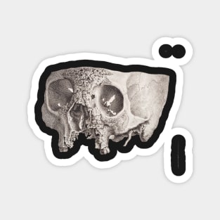 Diseased Skull, Unknown Magnet