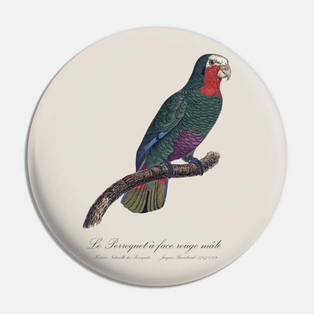 Cuban Amazon Parrot / Le Perroquet a Face Rouge Male - 19th century Jacques Barraband Illustration Pin by SPJE Illustration Photography