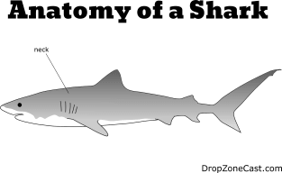 Anatomy of a Shark Magnet