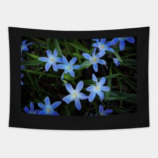 Scilla Flowers In The Morning Tapestry