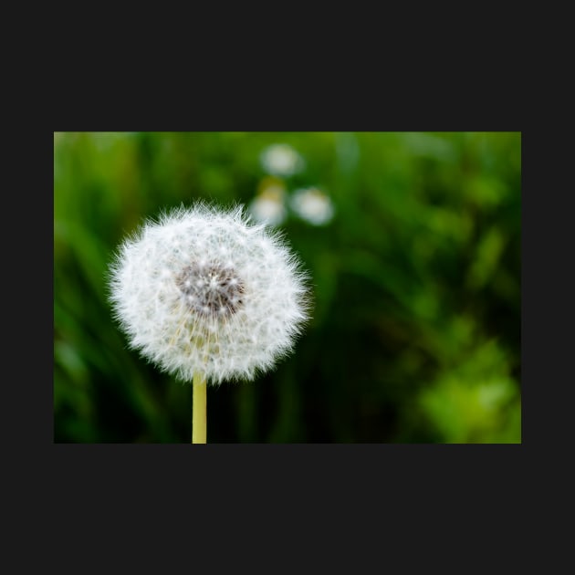 White dandelion head blowball by lena-maximova