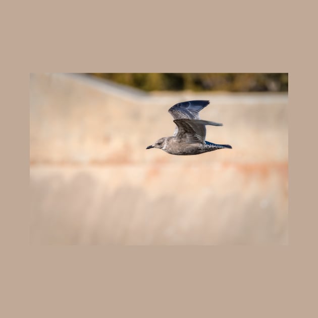 Juvenile Seagull In Flight by Debra Martz