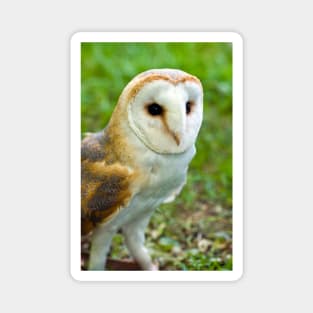 Barn Owl Magnet