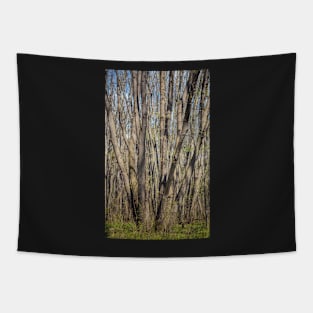 Hornbeam forest Tapestry