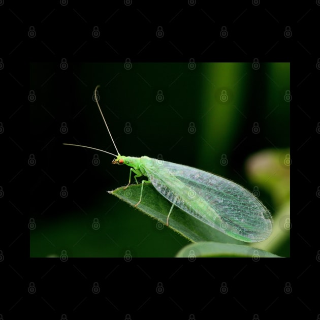 Wall Art - Lacewing Resting - Art print by DigillusionStudio