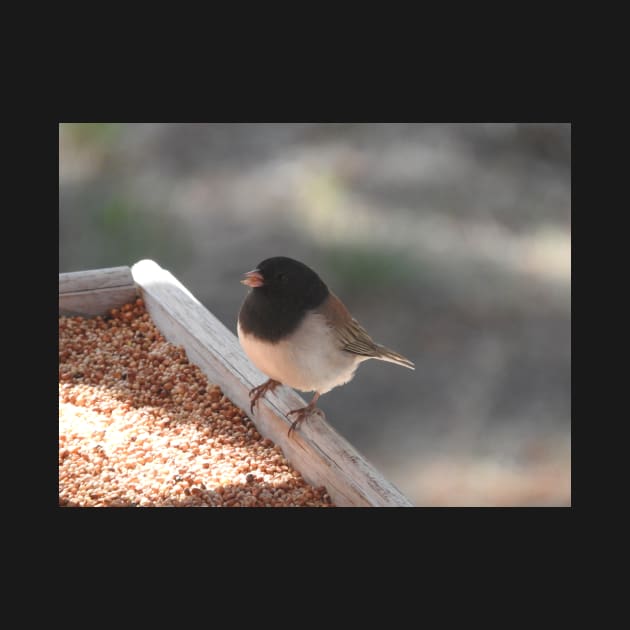 Dark-eyed junco, Wild Birds, Wildlife, Nature by sandyo2ly