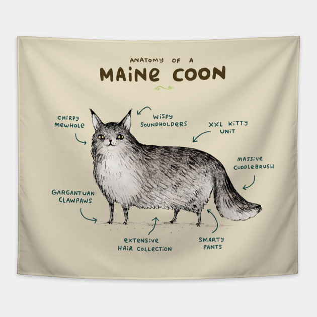 Anatomy of a Maine Coon
