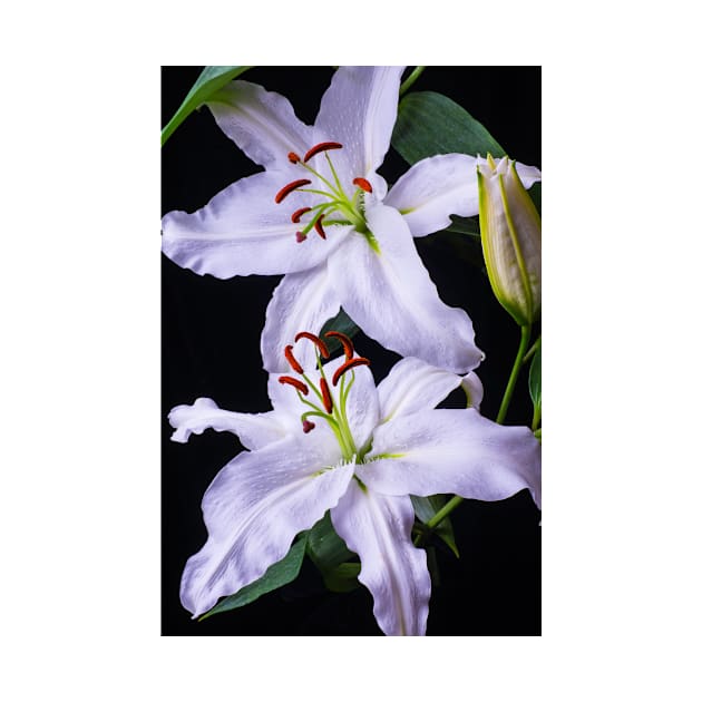 Two Beautiful White Lillies by photogarry