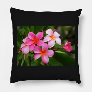 Kailua Kona Pink Plumeria Pillow