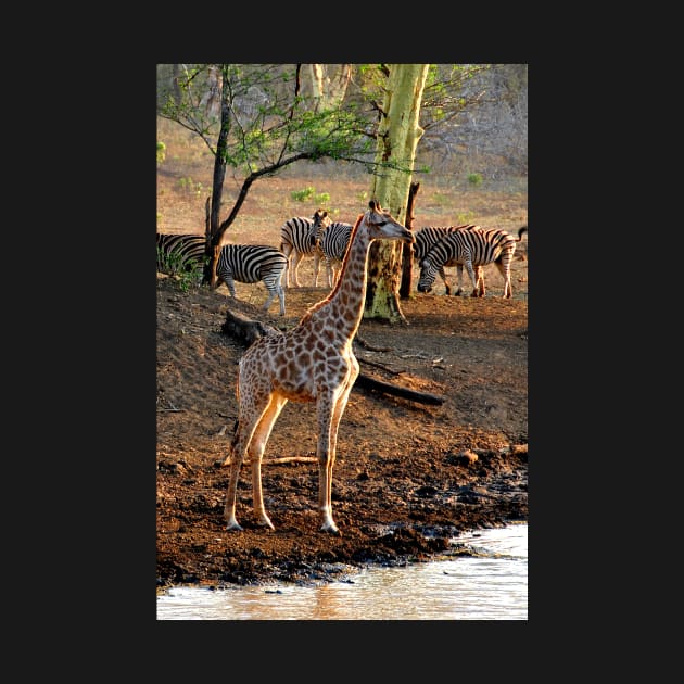 Giraffe Zulu Nyala Game Reserve South Africa by AndyEvansPhotos