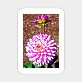 Pink Dahlia Magnet