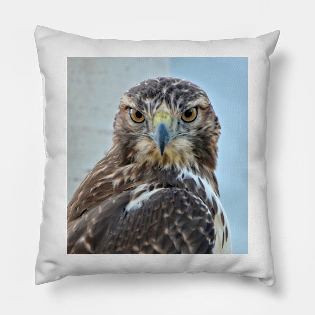 Red Tailed Hawk Close Up Pillow by Scubagirlamy