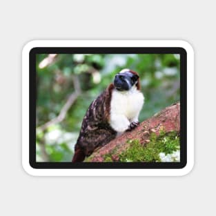 White Chested Monkey Perching in Tree Magnet