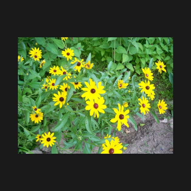 rudbeckia by Jujucreation