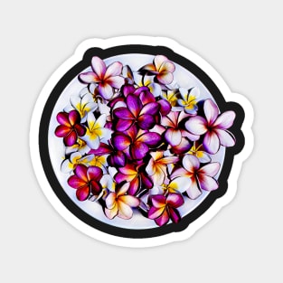 Frangipani blooms in a bowl Magnet