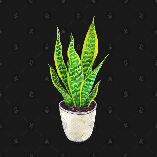 Potted Snake plant Sansevieria Watercolor botanical illustration by Wolshebnaja