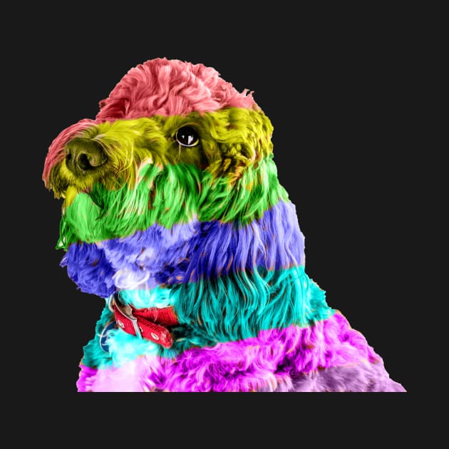 Rainbow Cockapoo 2 by tommysphotos