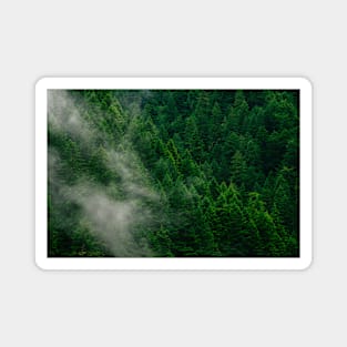 Beauty Forest View Magnet