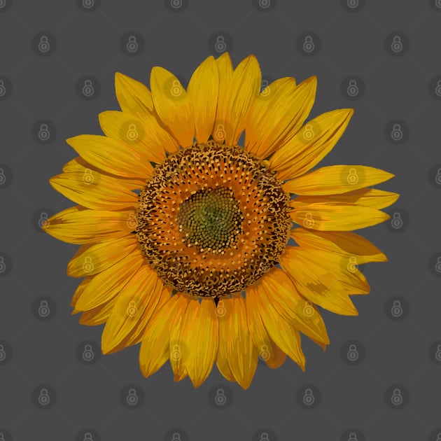 Sunflower 2 by ziafrazier