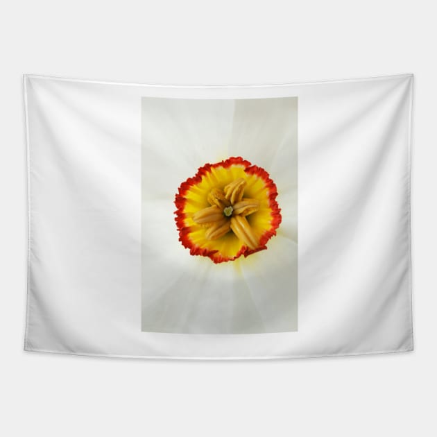 Narcissus  &#39;Actaea&#39;  AGM  Division 9 Poeticus  Daffodil Tapestry by chrisburrows