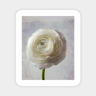 Soft Pastel White Ranunculus Flower Magnet