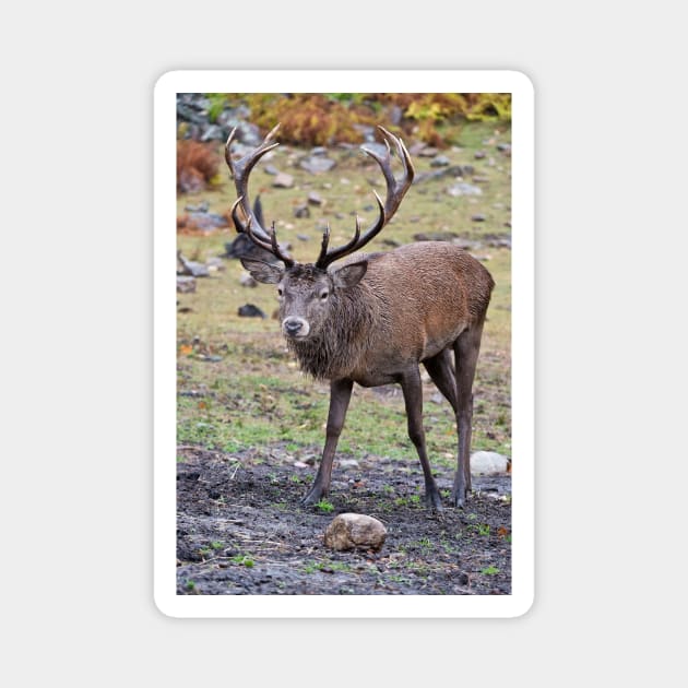 Red Deer Buck Magnet by jaydee1400