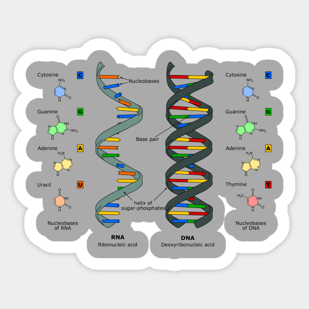 DNA Theory - Science - Sticker