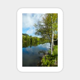 Spring Birch Woodard Reservoir, Vermont Magnet