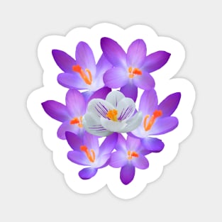 purple spring flower violet flowery floral Magnet