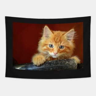 Ginger Kitten Tapestry