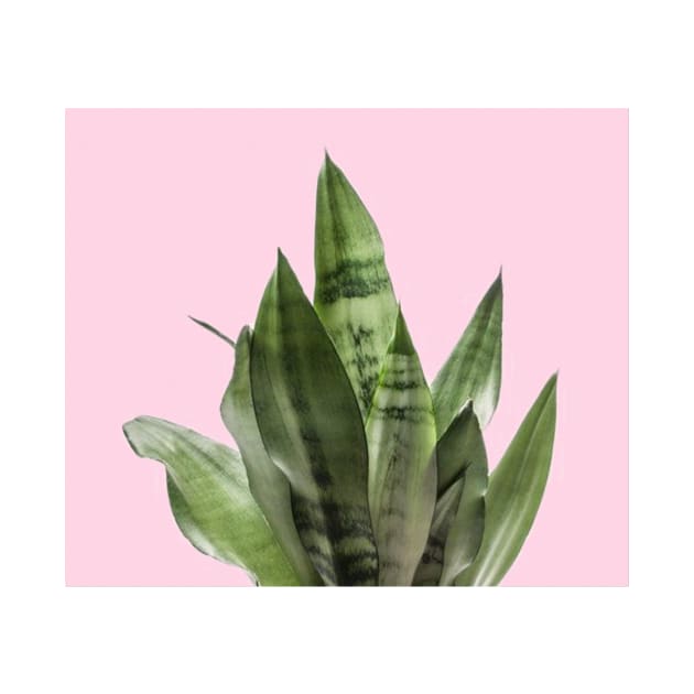 Pastel snake plant by RoseAesthetic