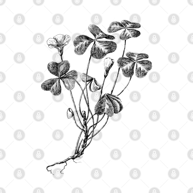 Forest Clover Black and White Vintage Botanical Illustration by Biophilia