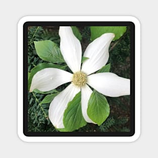 White Clematis Magnet