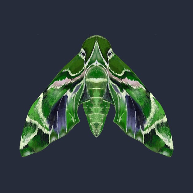 Oleander Hawk-Moth by Megan Steer