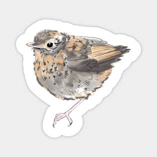 Robin Magnet