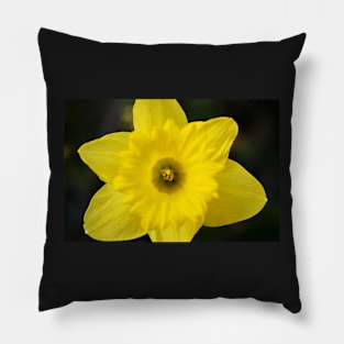 Daffodil (Color) Pillow