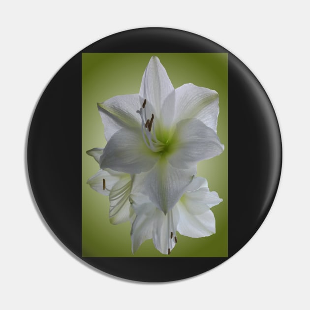 Amaryllis Pin by robelf