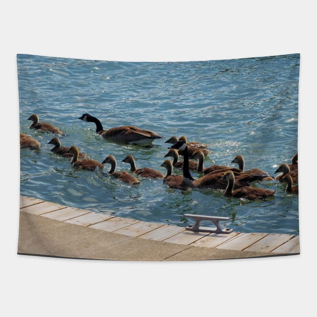 A Lot of Canada Geese Goslings Swimming Tapestry by BackyardBirder