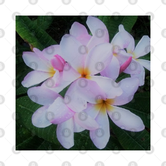 Colorful Tropical Plumeria, Frangipani, Nature Photography  White, Yellow, Pink Flowers Green Background by AJDesignsstuff