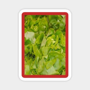 Lettuce Sandwich Magnet