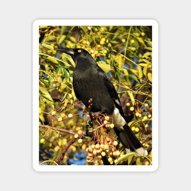 Pied Currawong Magnet by kirstybush