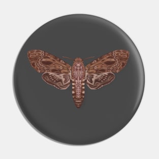 Death head moth anatomy Pin