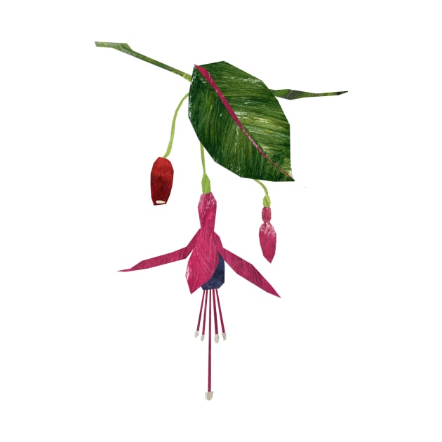 Fuchsia by Babban Gaelg